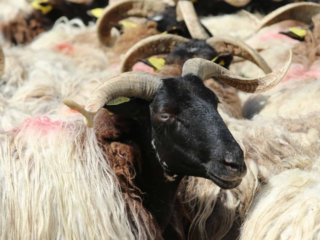 Herd of female Black Faced Manech sheep