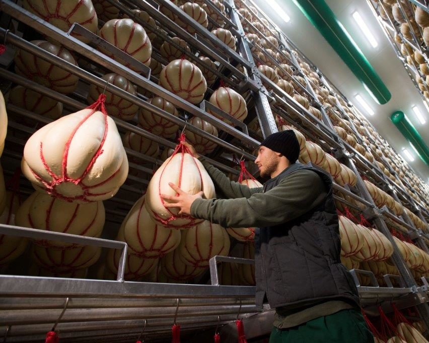 Provolone maturing in warehouse