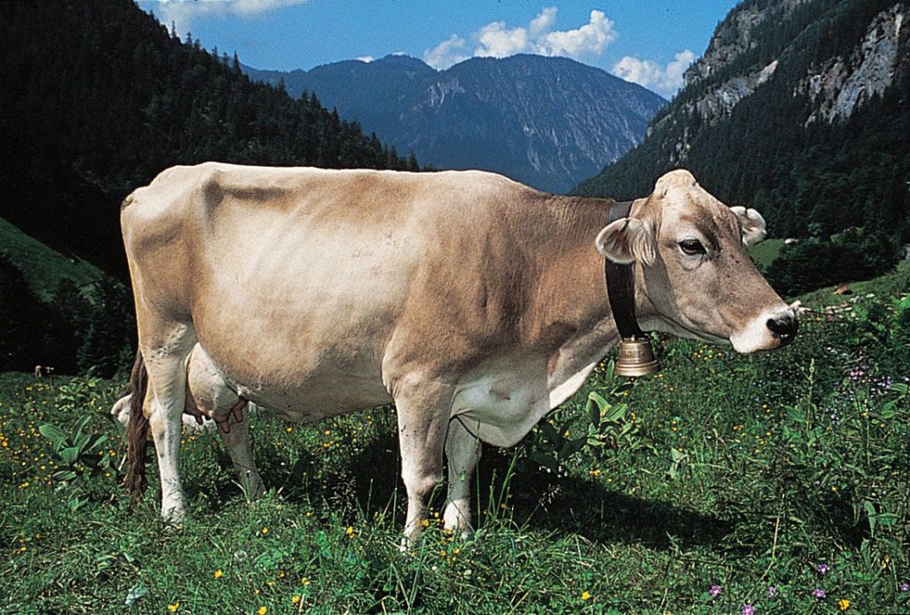Brown Swiss Cow wearing bell in Swiss Alps