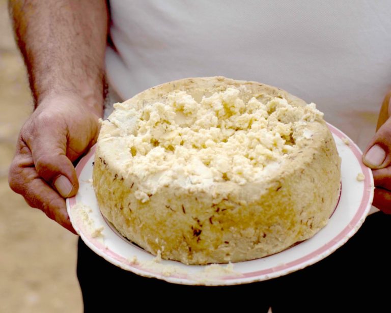 Casu Marzu Forbidden Cheese From Sardinia Complete Guide 