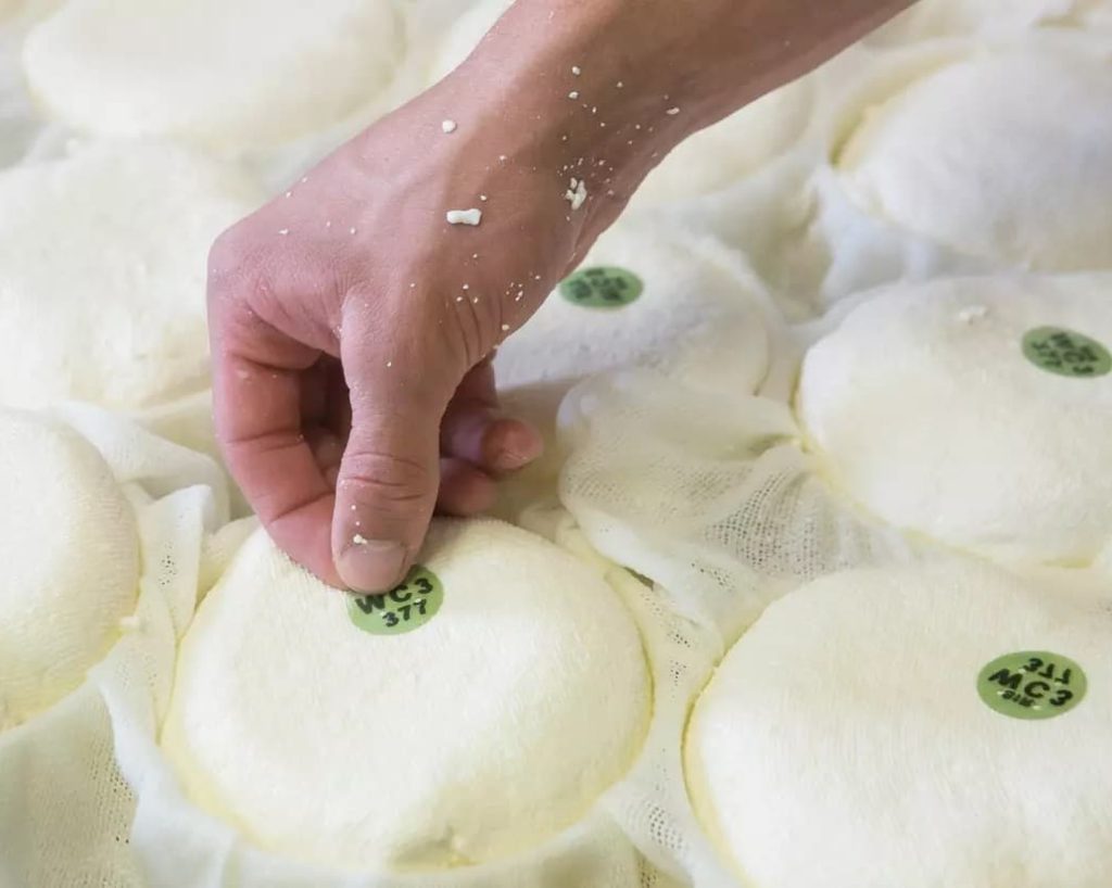 Cheesemaker placing green casein seal on cheese